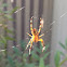 Common house spider