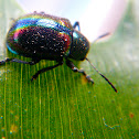 leaf beetle