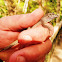 Cuban Brown Anole Lizards
