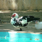Muscovy Duck