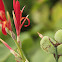 Canna Lily