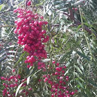 Pepper tree