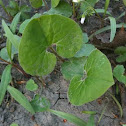 Wild Ginger