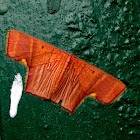 Geometridae-Sterrhinae