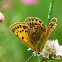 Scarce copper, Czerwończyk dukacik