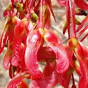 Red Maple (Fruit)