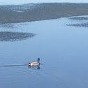 Mallard