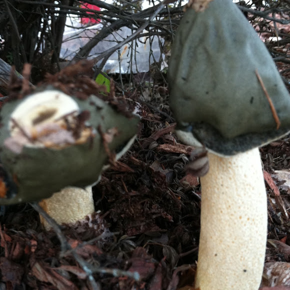 Spotting Image 1