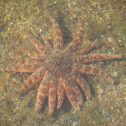 Sunflower Star