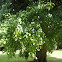 Ginkgo biloba