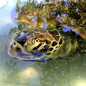 Sea Turtle