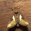 Golden Plusia