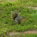 Eastern grey squirrel