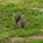 Eastern grey squirrel
