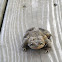 American Toad