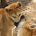Dingo