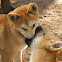 Dingo