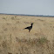Secretarybird