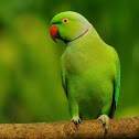 Rose-ringed Parakeet