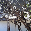 Zanzibar red colobus