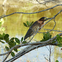 Green Heron