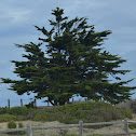 Western Juniper