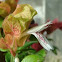 Shrimp Plant