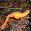 Eastern Newt; Red-Spotted Newt