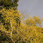 Quaking Aspen