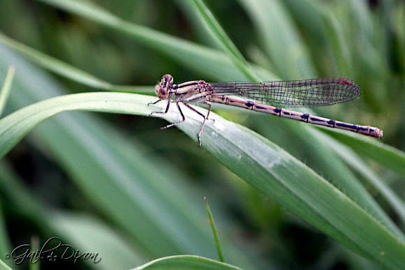 Spotting Image 1