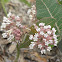 Sandhill milkweed