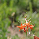 Scarlet Gilia