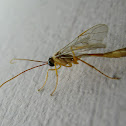 Ichneumonid wasp