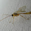 Ichneumonid wasp