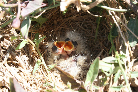 Spotting Image 1