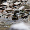 Yellow-Throated Bunting
