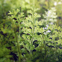 Film Fern (Hymenophyllum cuneatum)
