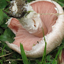 Field Mushroom