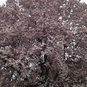 Magnolia Tree
