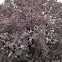Magnolia Tree
