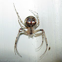 Pirate Spider - female