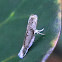 grass moth