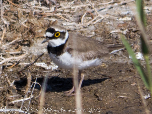 Spotting Image 1