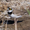 Little Ringed Plover; Chorlitejo Chico
