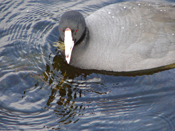 Spotting Image 1