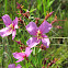 Rhexia alifans