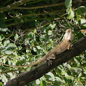 Garden Lizard