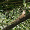 Garden Lizard