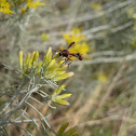Thick Headed Fly