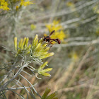 Thick Headed Fly